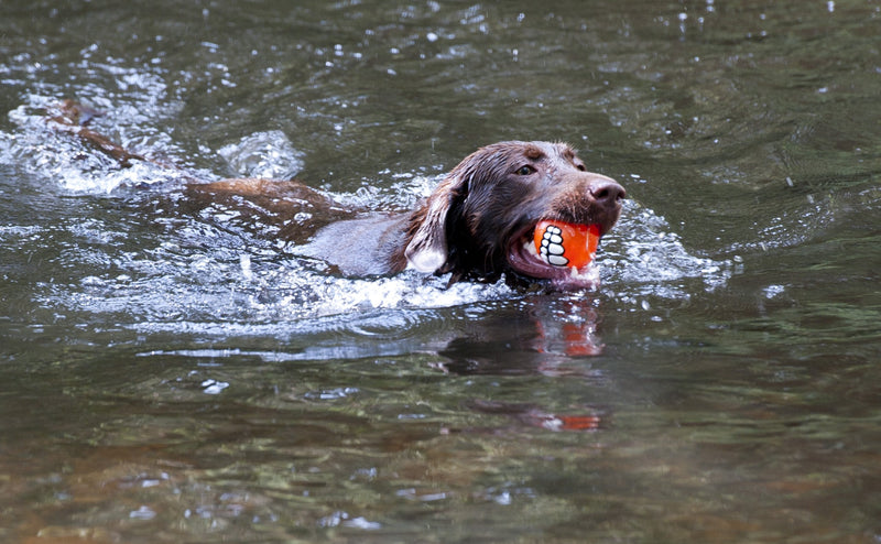 Rogz Grinz Dog Treat Ball Orange - BeesActive Australia