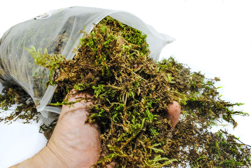 My Happy Snails Reptile Moss - Organic Green Spagnum Moss - Dried Substrate for Terrarium Vivarium Medium Pack - 5 litres / 250 gr / 18 oz - BeesActive Australia