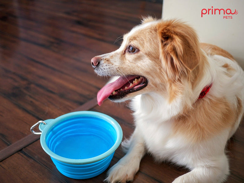 Prima Pet Expandable / Collapsible Silicone Food & Water Travel Bowl with Clip for Medium & Large Dog, Portable and Durable Pop-up Feeder for Convenient On-the-go Feeding, Size: 5 Cups (7 Inch Diameter Bowl) (LARGE (5 CUPS), AQUA) LARGE (5 CUPS) - BeesActive Australia