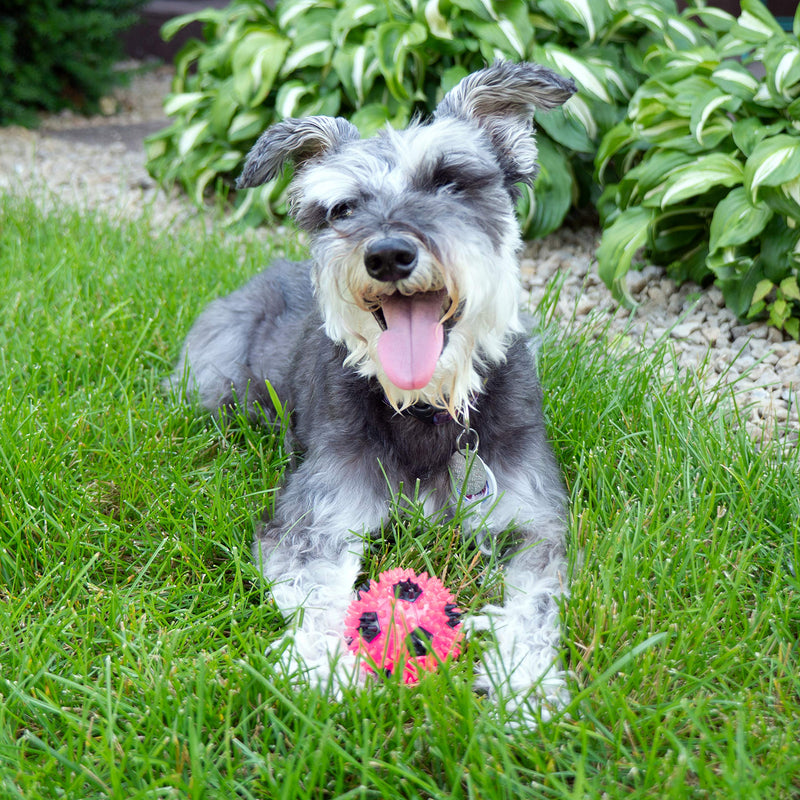 2.5” Squeak & Light Soccer Ball Dog Toy - Small, Promotes Dental and Gum Health for Your Pet, Colors Will Vary Multicolor - BeesActive Australia