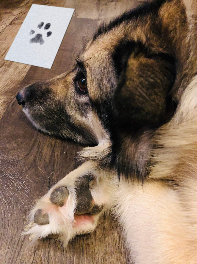 Green Pollywog - Extra-Large Clean Touch Inkless Ink Pad for Pets | Pawprints for Dogs & Cats Non-Toxic | Paw Print Stamp Kit | Dog Paw Print Kit | Cat Footprint Keepsake 2-Pack - BeesActive Australia