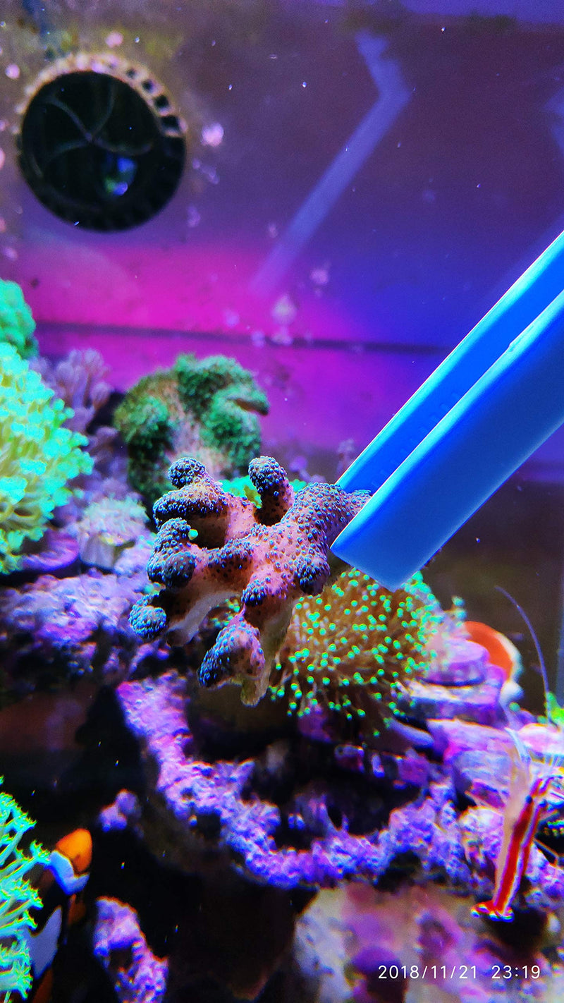 Aquarium Choice Coral Feeder Aquatic Plant Tweezers Tongs Coral frag Clip Tweezers Never Rust - BeesActive Australia