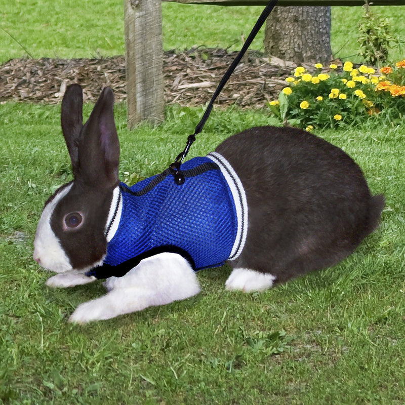 Ware Manufacturing Nylon Walk-N-Vest Pet Harness and Leash for Small Pets Large - BeesActive Australia