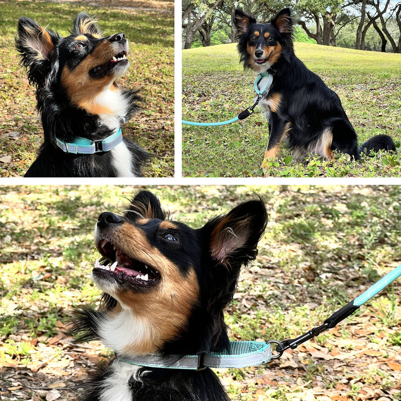 Pawtitas Martingale Dog Collar Puppy Collar Reflective Dog Collar Training Dog Collar Behavioral Dog Collar Medium (Pack of 1) Black - BeesActive Australia