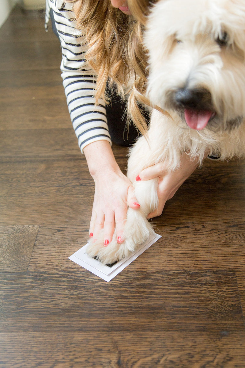 Kate & Milo Clean Touch Ink Pad, No Touch Ink Pad for Dog or Cat Paw Print, Pet Owner Keepsakes, Pawprint Makers, Black Ink - BeesActive Australia