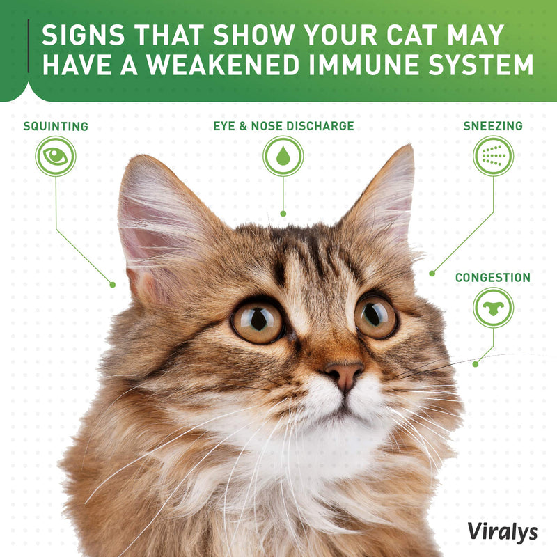Vetoquinol Viralys Gel L-Lysine Supplement for Cats, 5oz - Cats & Kittens of All Ages - Immune Health - Sneezing, Runny Nose, Squinting, Watery Eyes - Palatable Maple Flavor Lysine Gel 5 oz - BeesActive Australia