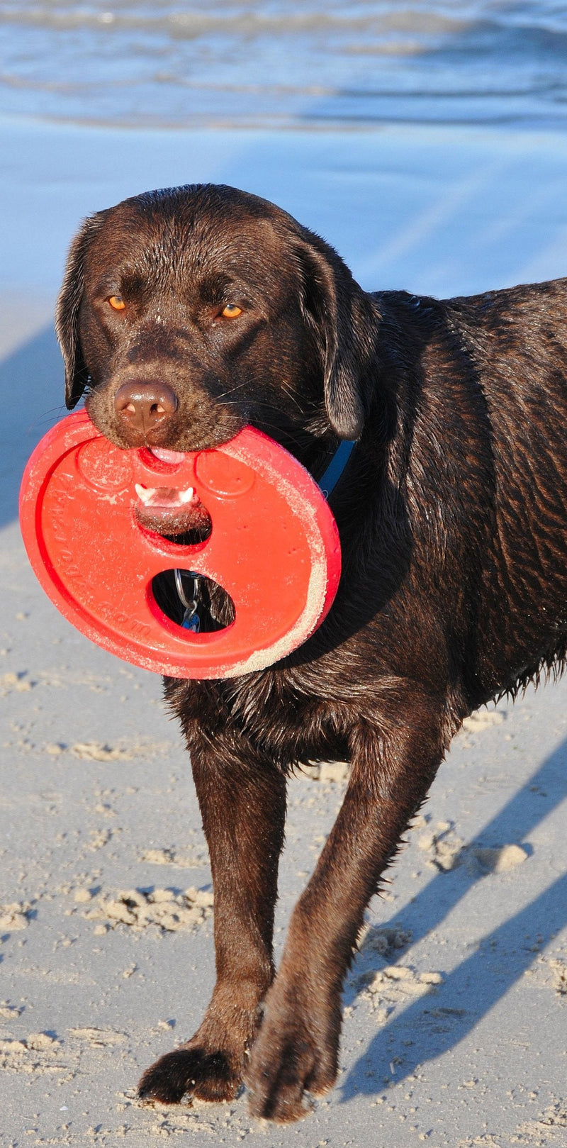 Rogz Flying Object Frisbee Dog Toy Red - BeesActive Australia