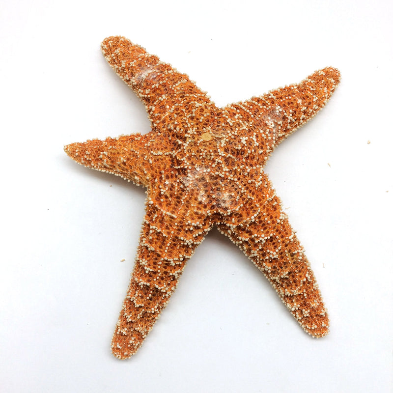 PEPPERLONELY 1 PC Large Sugar Starfish, Brown Sugar Starfish, 6 Inch ~ 7 Inch - BeesActive Australia