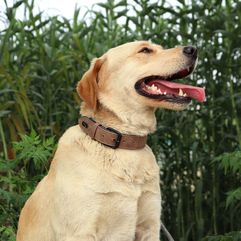 Didog Soft Padded Leather Dog Collar, Breathable Heavy Duty Dog Collar Leather with Adjustable Rust-Proof Metal Buckle for Small Medium Large Dogs L: Total length 20", Fit 14-17"Neck Blue - BeesActive Australia