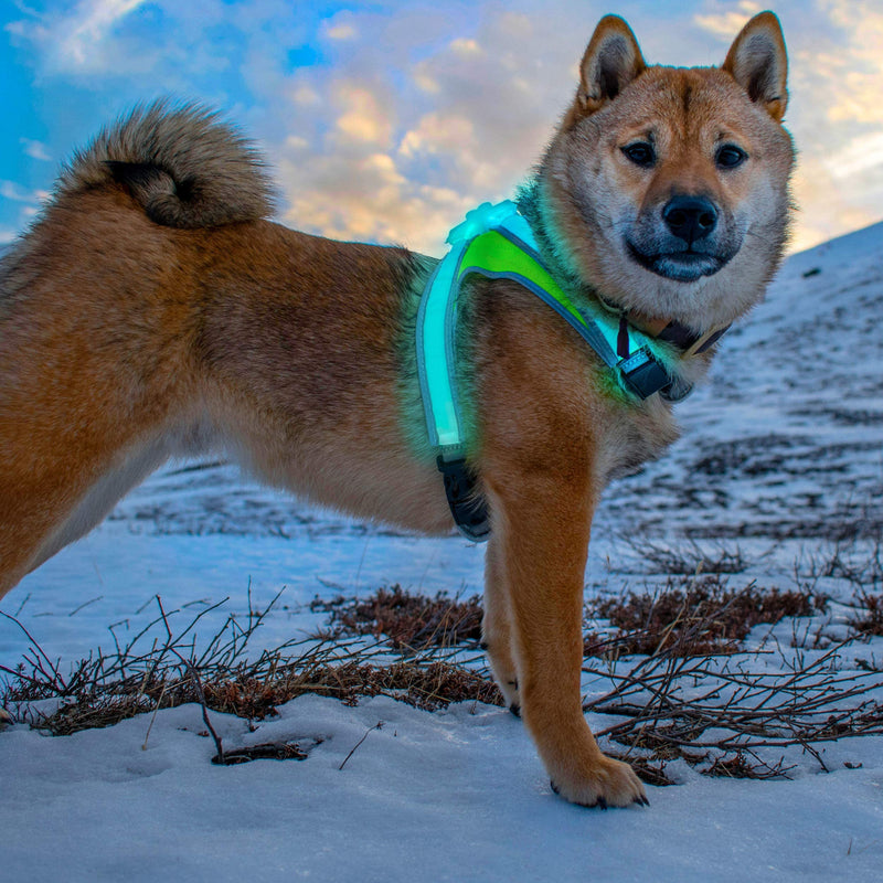 noxgear LightHound – Revolutionary Illuminated and Reflective Harness for Dogs Including Multicolored LED Fiber Optics (USB Rechargeable, Adjustable, Lightweight, Rainproof) Medium - BeesActive Australia