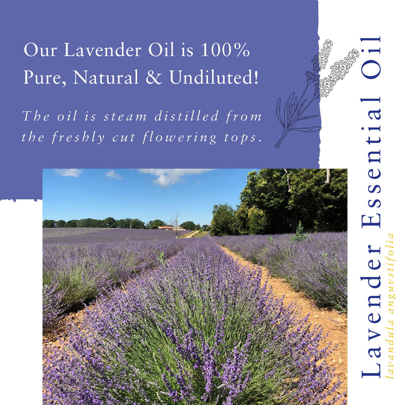 Absolute Aromas Lavender Essential Oil 30ml - 100% Pure, Natural, Undiluted and Cruelty-Free - for use in a Diffuser and Aromatherapy Blends - BeesActive Australia