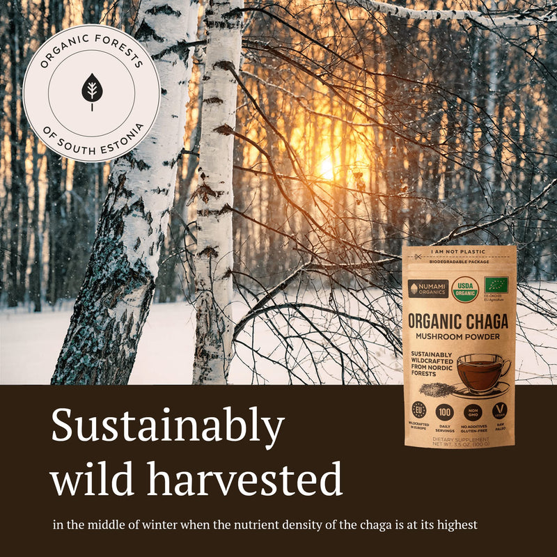 Organic Chaga Mushrooms Powder - Fine Powder to Make Chaga Tea for Immune Defense and More Energy, Organic Chaga is Wild Grown and Sustainably Harvested in Europe, Certified USDA Organic, 100 servings Chaga Powder - BeesActive Australia