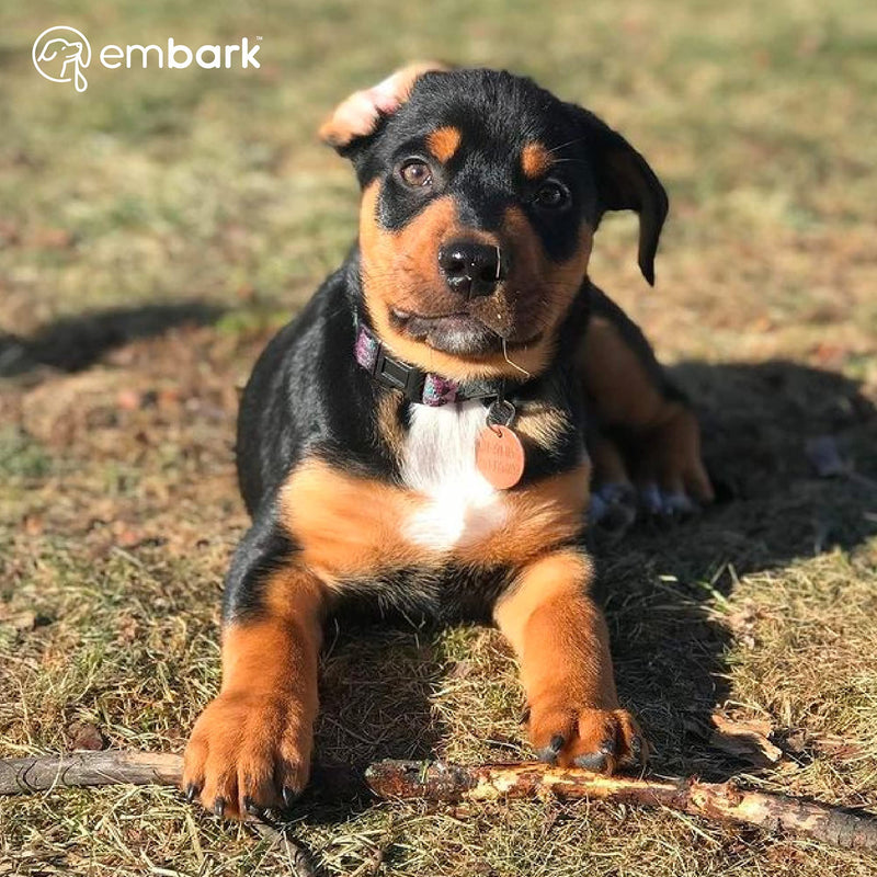 Embark Urban Dog Collar for Large, Medium, & Small Dogs - Durable Collars for Male & Female Dogs - Thick Nylon Material & Hardware - Leather Embossed Aztec - BeesActive Australia