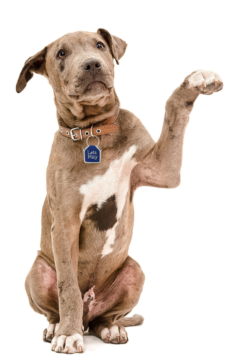 The Tag Bag - Dog Tag Silencer (Lets Play/Blue) Lets Play/Blue - BeesActive Australia