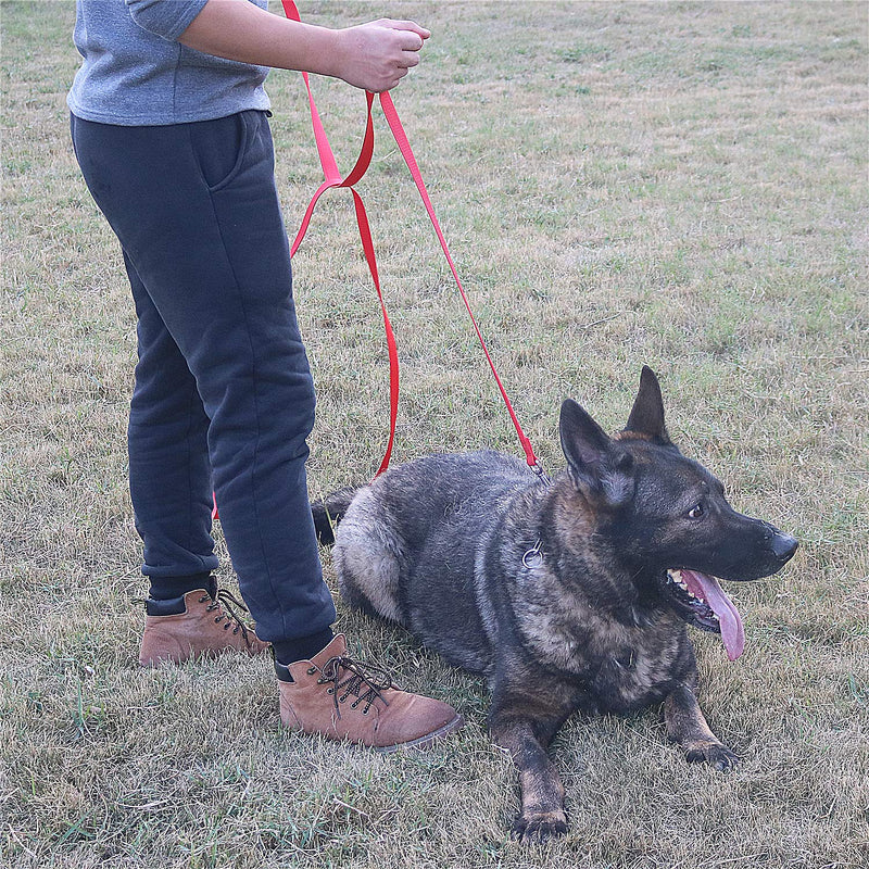 Siumouhoi Dog/Puppy Obedience Recall Training Agility Lead-15 ft 20 ft 30 ft 40 ft 50 ft Long Leash -for Training Leash, Play, Safety, Camping,or Backyard 20 Feet Purple - BeesActive Australia