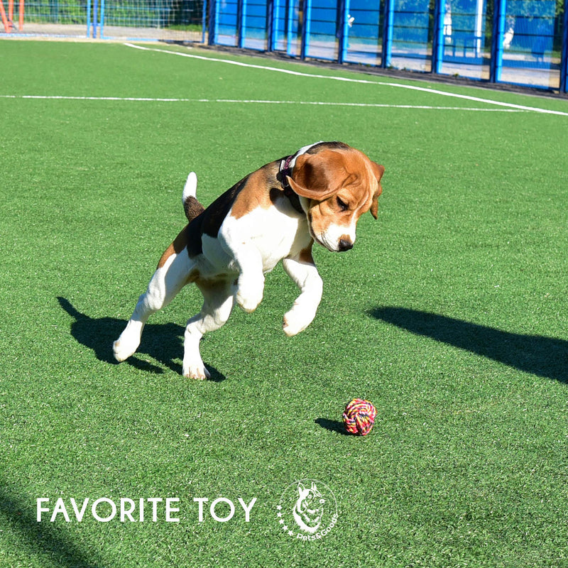 Dog Toys - Puppy Chew Toys - Rope Toys for Small Dogs - Safe Puppy Teething Toys - Small Dog Chew Toys Set - Teething Puppy Toys - Dog Rope Toys - Dog Toys Pack of 9 - Washable Cotton Rope Dog Toy - BeesActive Australia