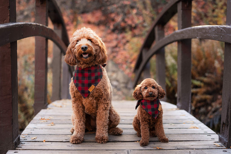 Remy+Roo Dog Bandanas - 4 Pack | Timeless Set | Premium Durable Fabric | Unique Shape | Adjustable Fit | Multiple Sizes Offered Large - BeesActive Australia