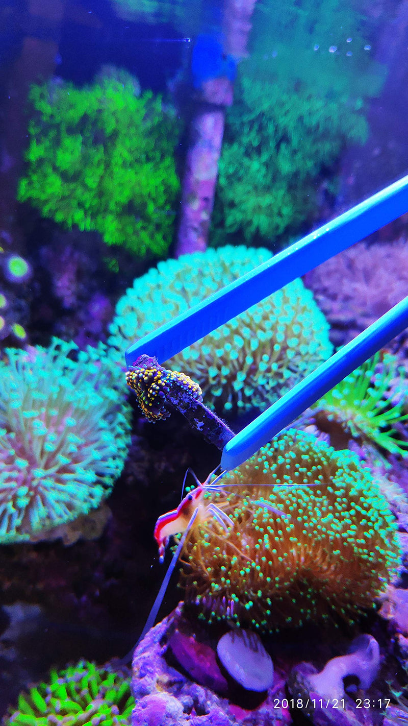 Aquarium Choice Coral Feeder Aquatic Plant Tweezers Tongs Coral frag Clip Tweezers Never Rust - BeesActive Australia