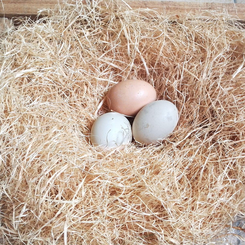 BWOGUE 100g/3.5oz Natural Grass Nesting Pads for Chicken Hens Birds Nest Bedding - BeesActive Australia