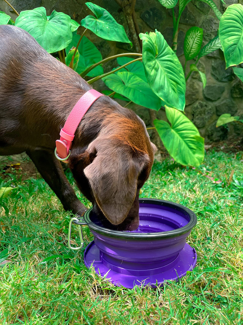 Tuff Pupper SuperBigSlurp - Collapsible Dog Bowls | Convenient Dog Travel Bowls w/Storage Lid | Keeps Pups Hydrated and Full | Portable Dog Water Bowls & Large Travel Bowls for Pets | Patent Pending Ultra Violet XL (60oz) - BeesActive Australia
