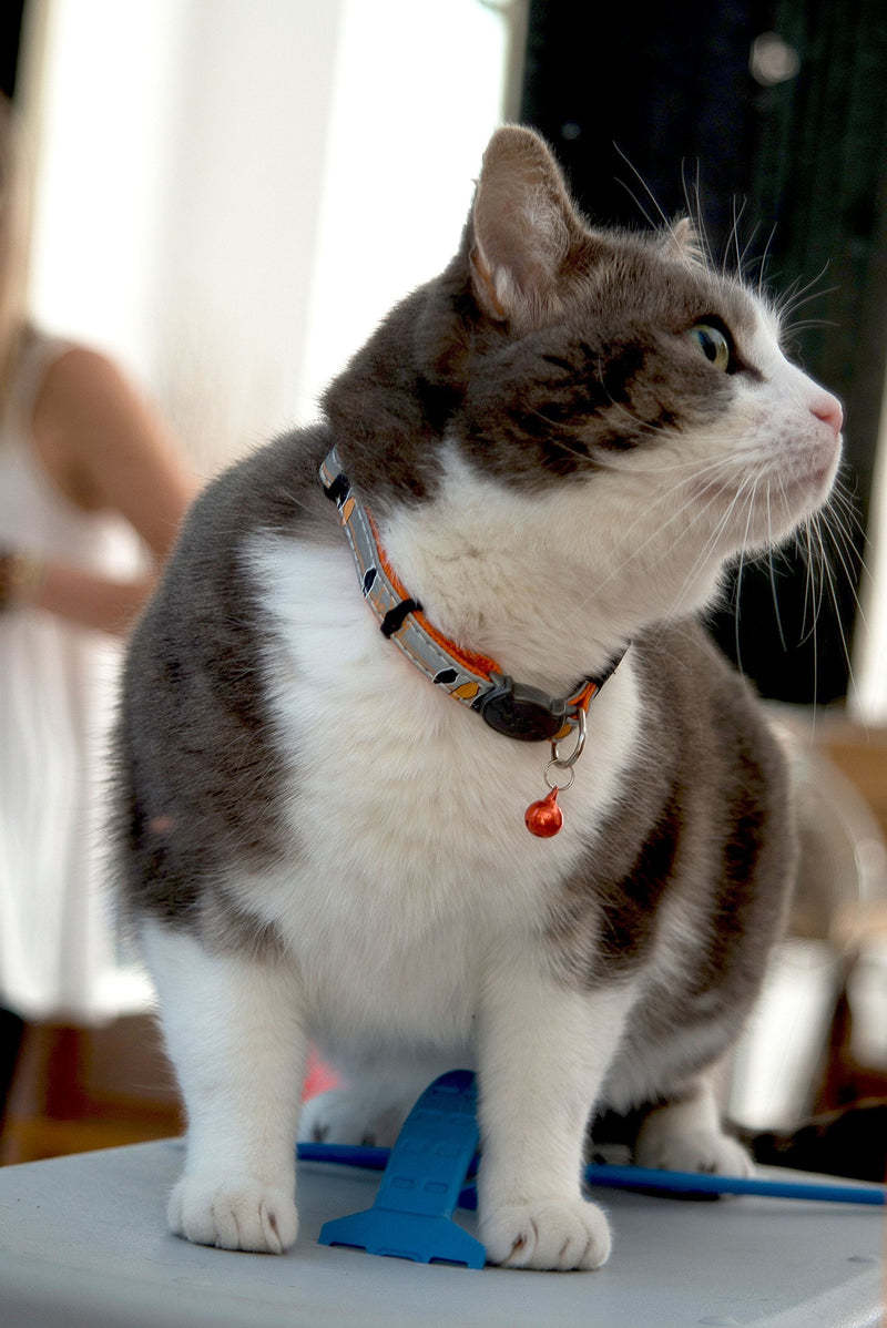 Rogz Reflective Cat Collar with Breakaway Clip and Removable Bell, Fully Adjustable to fit Most Breeds, Orange Bird Design - BeesActive Australia