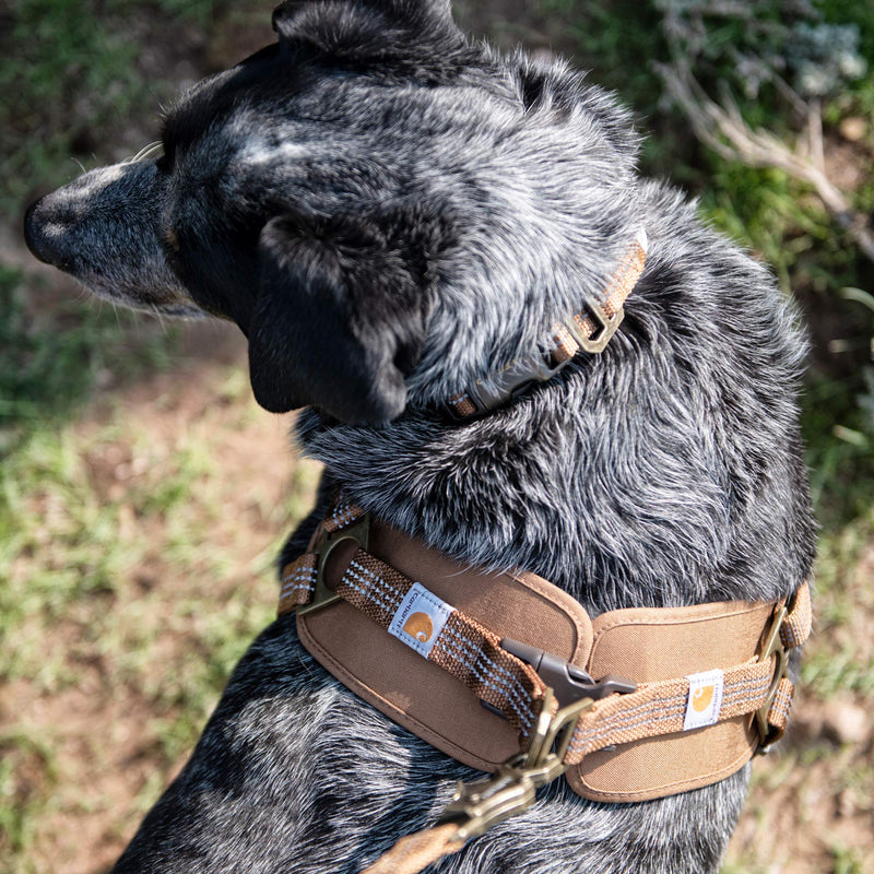 Carhartt Nylon Duck Training Dog Harness, Rugged On-Leash Training Harness with Dual Attachment Points Large - BeesActive Australia