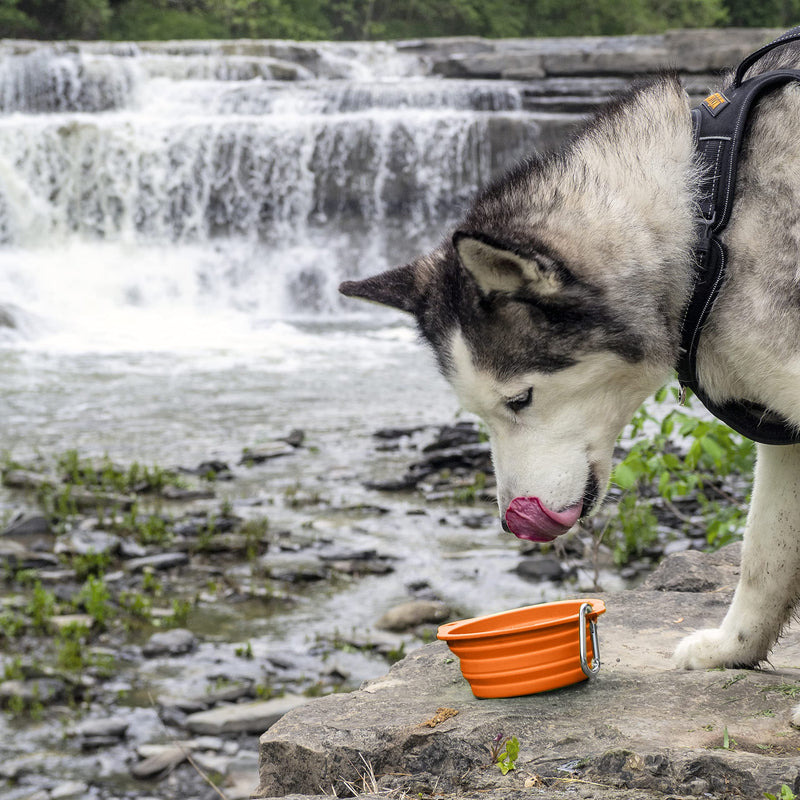 Mighty Paw Collapsible Travel Dog Bowl Set - 2 Pack (27 Oz) | Food Safe Silicone Food & Water Bowls for Pets. Bonus Carabiner Clip for Hiking, Camping or Walking. Lightweight & Leak-Proof Orange - BeesActive Australia