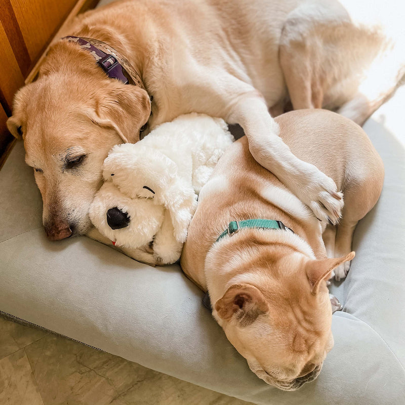 Snuggle Puppy - Extra Heat Pack Bundle - Comes with Snuggle Puppy and Extra 6-Pack of Heat Packs for Pets - BeesActive Australia