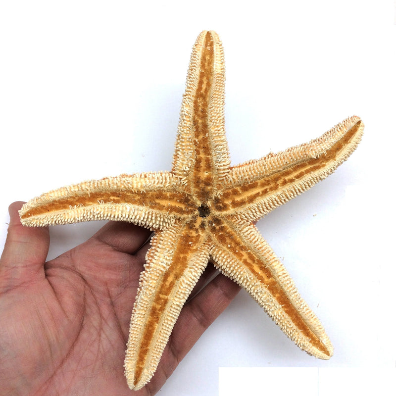 PEPPERLONELY 1 PC Large Sugar Starfish, Brown Sugar Starfish, 6 Inch ~ 7 Inch - BeesActive Australia