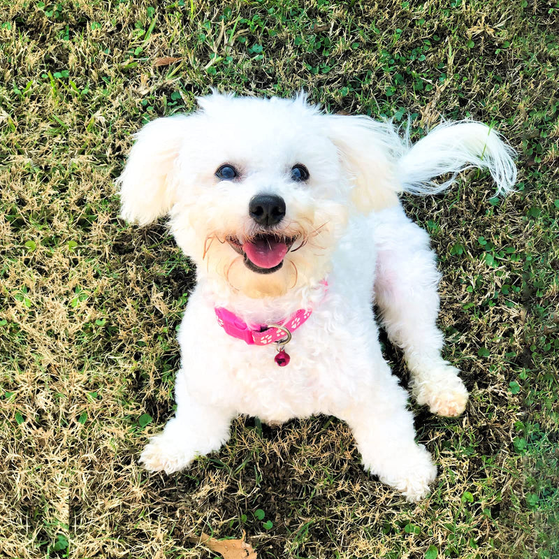 Puppy Collars with Bell-Adjustable Litter Collars Pups - Kitten Collar for Newborn pet Non-Breakaway A - BeesActive Australia