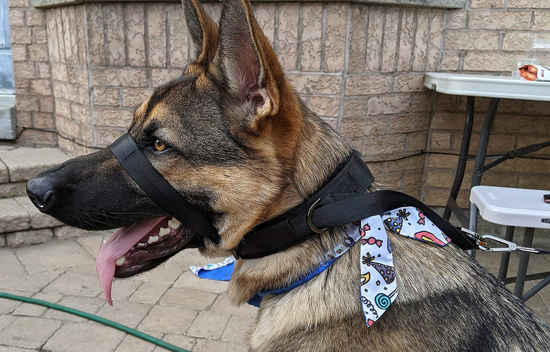 Pets ProMax – Dog Headcollar, No-Pull Dog Collar, Dog Walking/Training Dog Collar | Head Halter Collar for Dogs | Training Collar for Dogs to Stop Pulling While Walking. L (Large) - BeesActive Australia