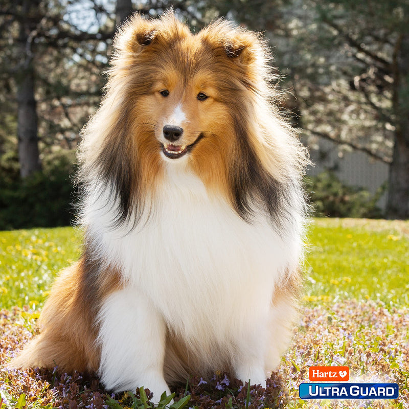 Hartz UltraGuard Plus Topical Flea & Tick Prevention for Dogs and Puppies - 15-30 lbs, 3 Monthly Treatments - BeesActive Australia