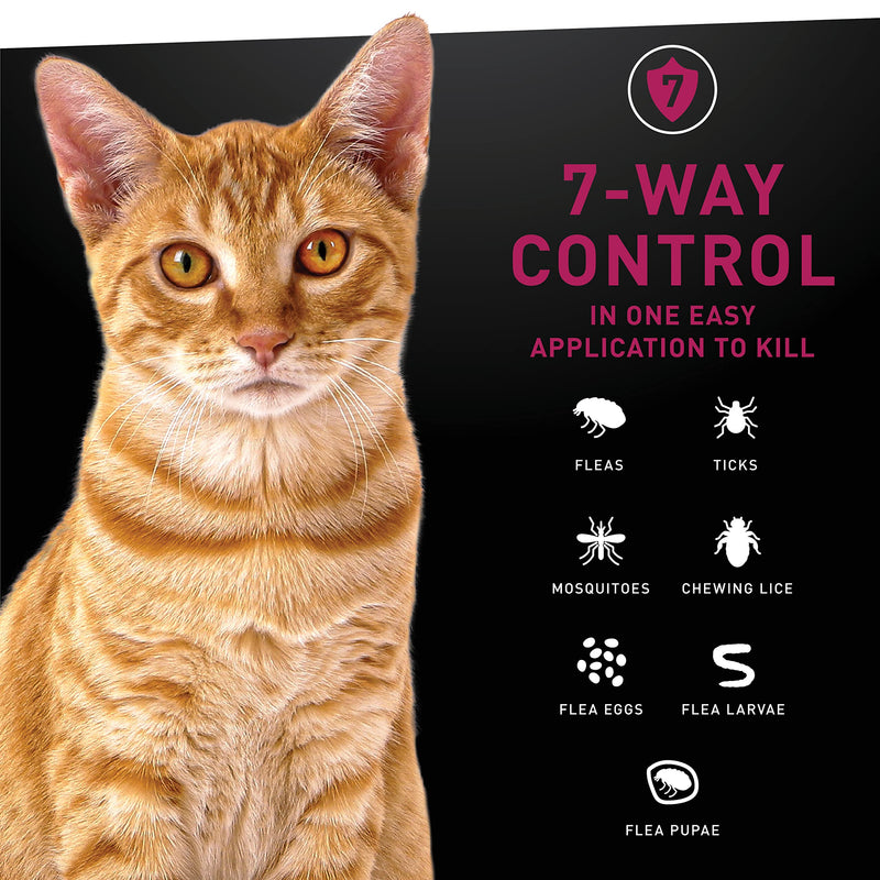 NEXTSTAR Topical Flea & Tick Treatment & Prevention for Cats over 3.5 lbs, Fast Acting, 3-Month Supply - BeesActive Australia