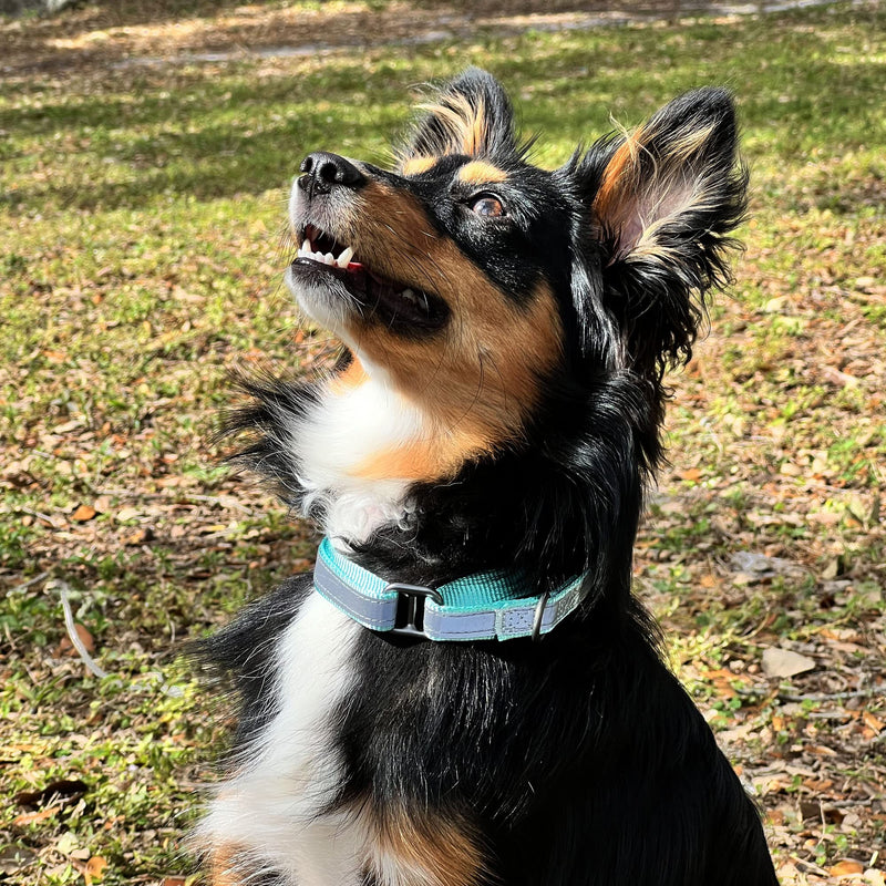 Pawtitas Martingale Dog Collar Puppy Collar Reflective Dog Collar Training Dog Collar Behavioral Dog Collar Medium (Pack of 1) Black - BeesActive Australia