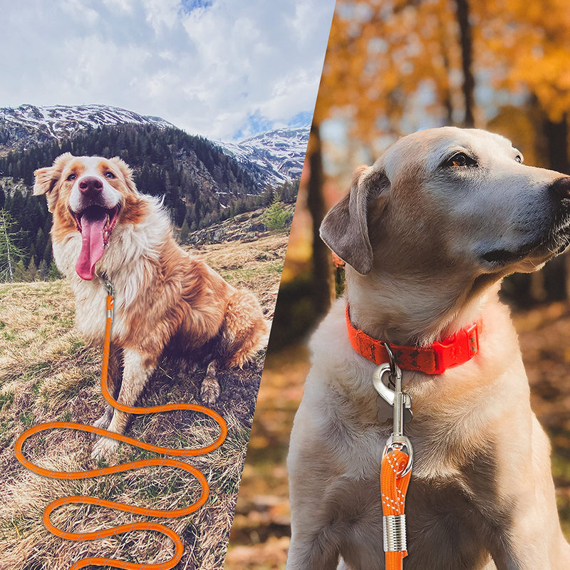 Segzwlor Long Dog Leash - 30ft, 50ft Reflective Training Heavy Duty Rope Dog Leash - Nylon Dog Lead Check Cord for Walking, Hunting, Camping, Running, etc. Easy Control for Small, Medium, Large Dogs 50 FT Orange - BeesActive Australia