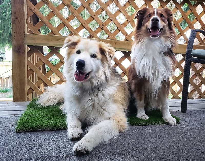 Oiyeefo Artificial Pet Pee Grass Mat for Puppy, Pet Turf Fake Grass Replacement Pad for Dog Potty Training, Indoor and Outdoor - 2 Packs (18" x 23") - BeesActive Australia