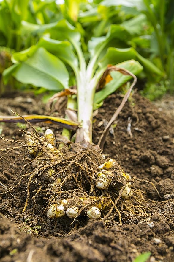 Yakushima Spring 300 Turmeric Whole Set of 2 approx. 2 Months Minutes - BeesActive Australia