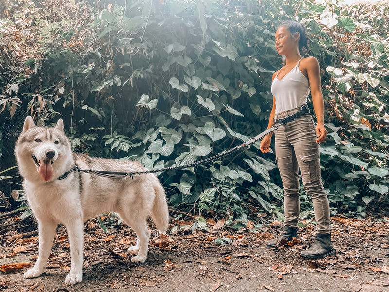 Tuff Pupper Heavy Duty Hands Free Bungee Dog Leash | Two Large Dogs Up to 250 lbs | Comfortable Shock Absorbing Bungee | Reflective Dual Padded Handles | Lumbar Waist Belt 22-45" | 360° Swivel Clips One Large Dog (45-125 pounds) - BeesActive Australia