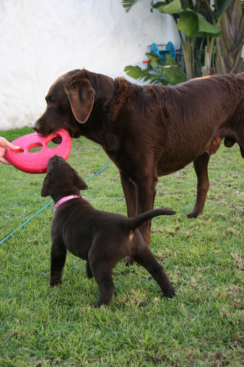 Rogz Flying Object Frisbee Dog Toy Red - BeesActive Australia