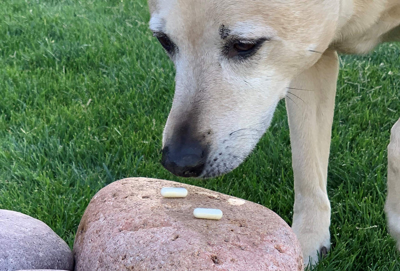 Essential Pet Probiotics with Direct-fed Microorganisms for Digestive Support in Dogs - BeesActive Australia