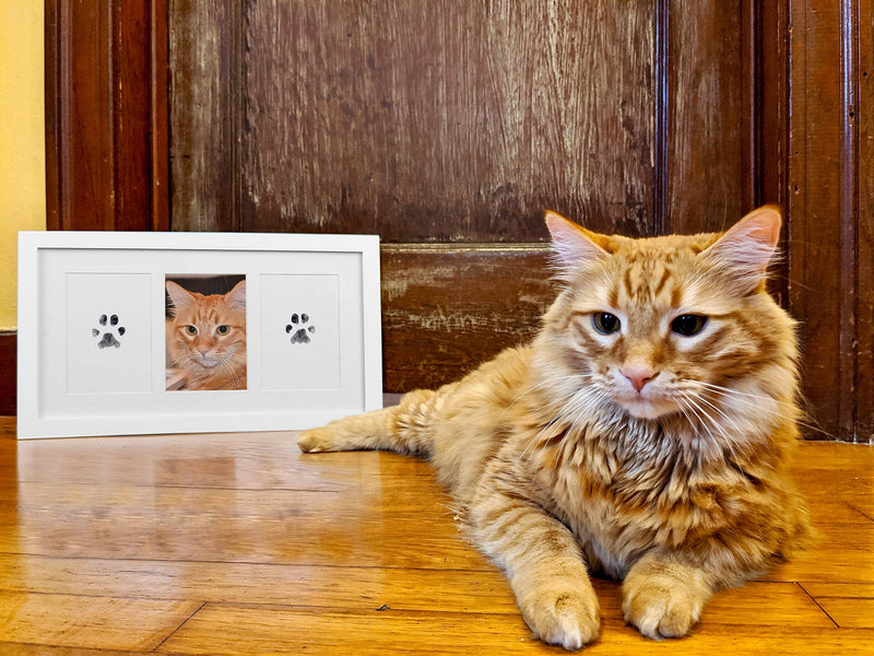 Green Pollywog - Extra-Large Clean Touch Inkless Ink Pad for Pets | Pawprints for Dogs & Cats Non-Toxic | Paw Print Stamp Kit | Dog Paw Print Kit | Cat Footprint Keepsake 2-Pack - BeesActive Australia