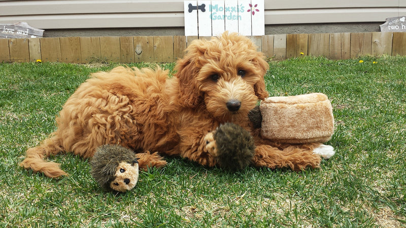 ZippyPaws Woodland Friends Burrow Interactive Dog Toys - Hide and Seek Dog Toys and Puppy Toys, Colorful Squeaky Dog Toys, and Plush Dog Puzzles, Hedgehog Den - BeesActive Australia