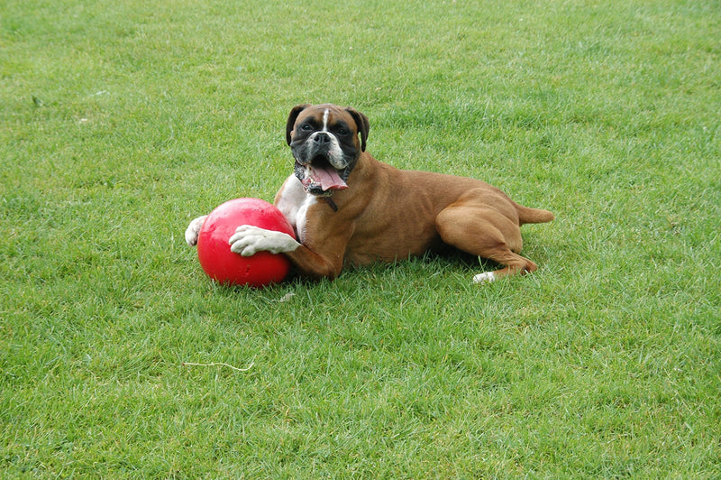 Boomer Ball Large (8 in) Blue or Red - BeesActive Australia