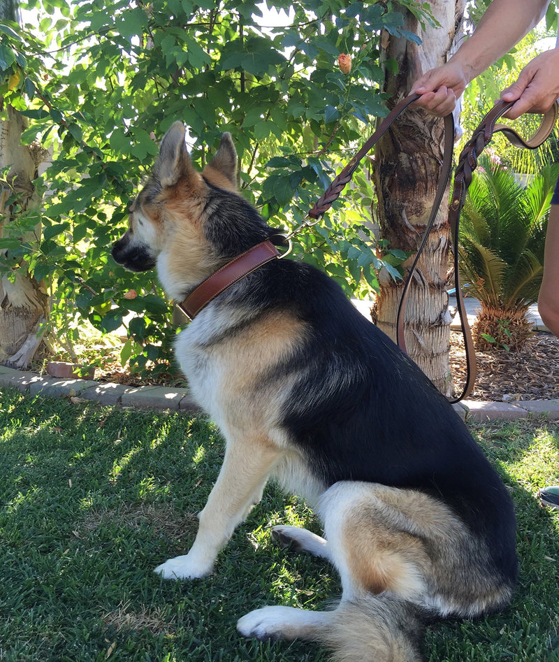 Soft Touch Collars - Luxury Real Leather Padded Dog Collar Large Brown - BeesActive Australia
