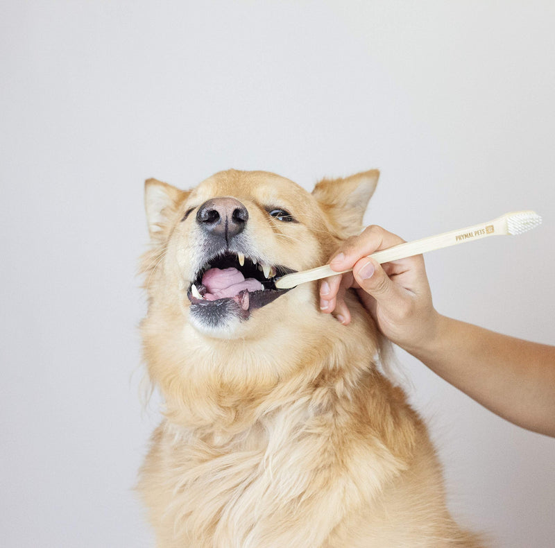 Prymal Pets Dog Toothbrush - 4-Pack Bamboo Toothbrush for Dogs + Cats - Soft Bristles - Gentle Pet Toothbrush for Easy Dog Teeth Brushing Dental Care 4 Count (Pack of 1) - BeesActive Australia