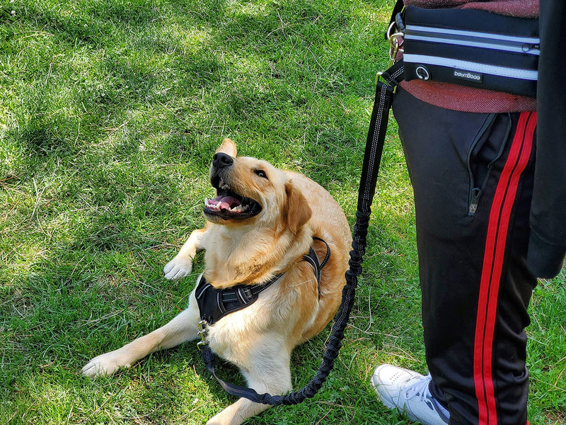 Petmegoo Hands Free Dog Leash Black - BeesActive Australia