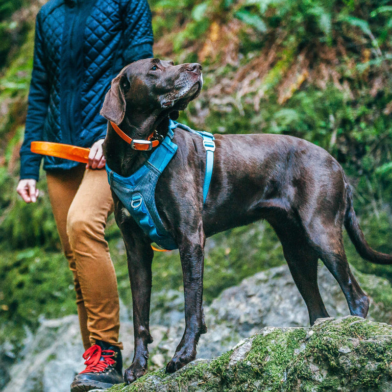 Kurgo Journey Air Dog Harness, Pet Hiking Harness for Running & Walking, Everyday Harnesses for Pets, for Large, Medium, & Small Dogs, Reflective, Black, Blue, Red, Coral, Orange, and Purple - BeesActive Australia
