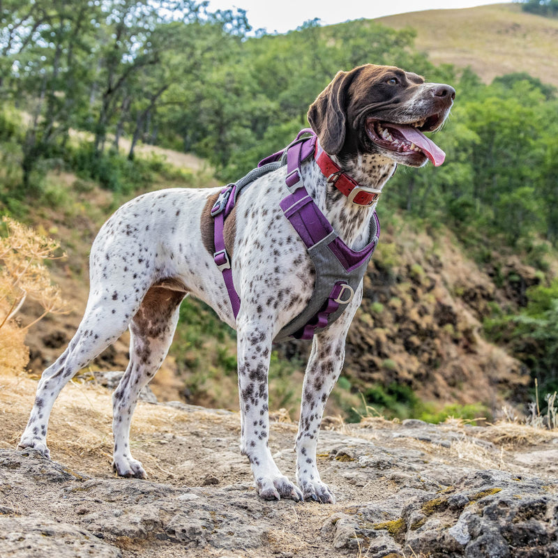 Kurgo Journey Air Dog Harness, Pet Hiking Harness for Running & Walking, Everyday Harnesses for Pets, for Large, Medium, & Small Dogs, Reflective, Black, Blue, Red, Coral, Orange, and Purple - BeesActive Australia