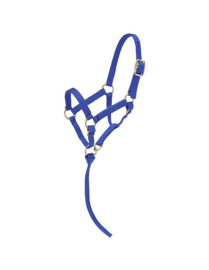 [AUSTRALIA] - Tough 1 Miniature Nylon Halter Royal Blue Large Mini 