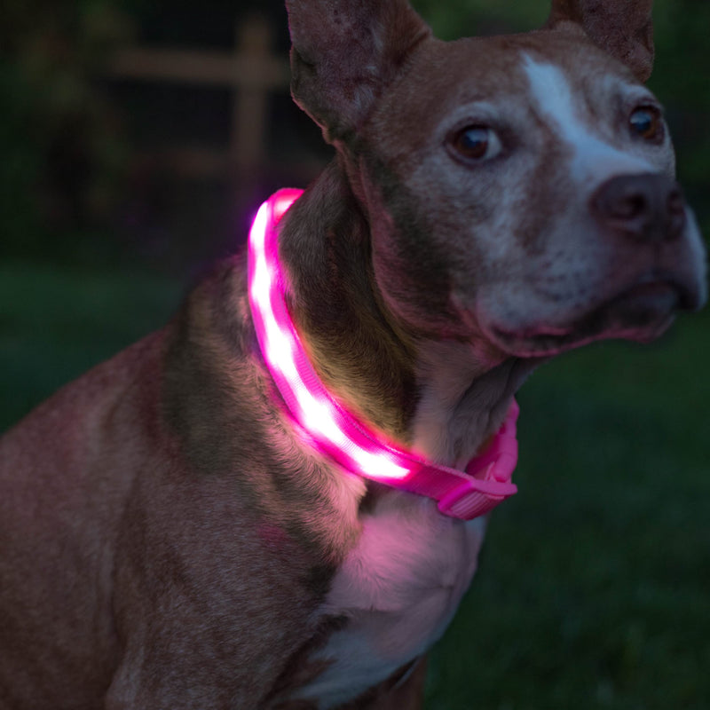 Blazin LED Light Up Dog Collar - 1,000 Feet of Visibility - Brightest for Night Safety - USB Rechargeable with Water Resistant Glowing Dog Collar Light Medium (Pack of 1) Pink - BeesActive Australia